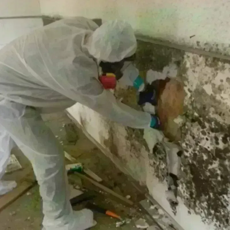 Mold Remediation and Removal in Cecilia, LA